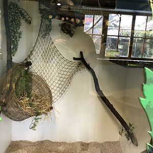 Emperor Tamarin Indoor Enclosure at Tropical Butterfly House (March 2023)