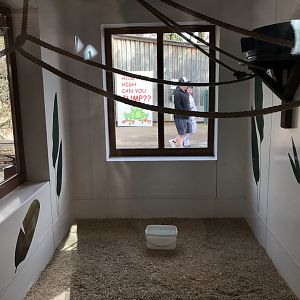 Indoor Lemur Enclosure at Tropical Butterfly House (March 2023)