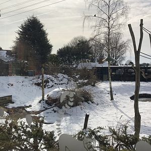 Lemur Enclosure at Tropical Butterfly House (March 2023)