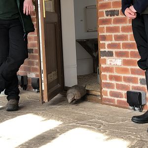 Ernie the Armadillo at Tropical Butterfly House (March 2023)