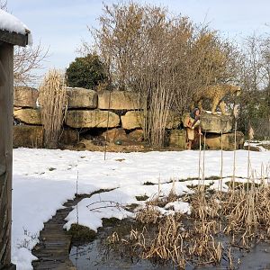 Wallaby/Agouti Enclosure in the Snow at Tropical Butterfly House (March 2023)