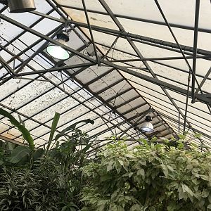 Butterfly House Ceiling at Tropical Butterfly House (March 2023)