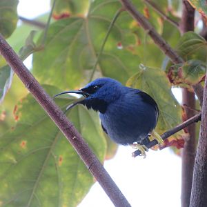 Purple Honeycreeper