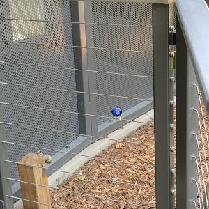 Purple Honeycreeper Size