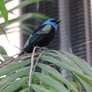 Blue-necked Tanager