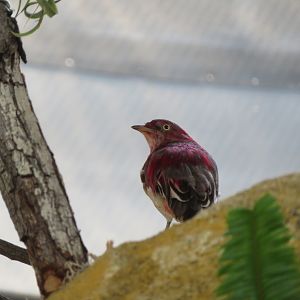 Pompadour Cotinga