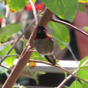 Anna's Hummingbird