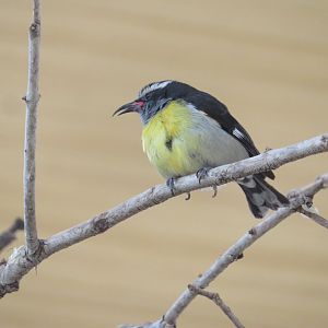 Bananaquit