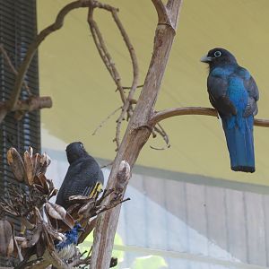 Green-backed Trogons