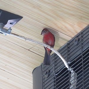 Red Pileated Finch