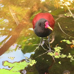 Wattled Jacana