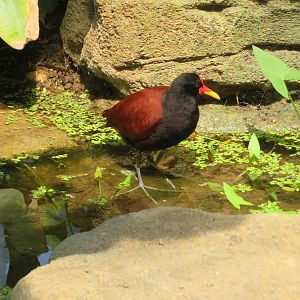 Wattled Jacana