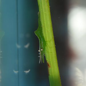 Flexed shrimp (Heptacarpus geniculatus)