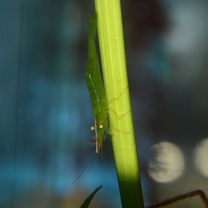 Tsuno shrimp (Heptacarpus pandaloides)