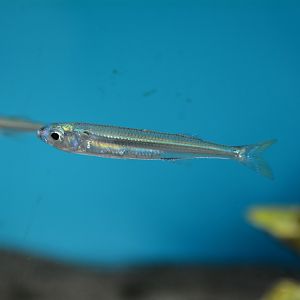 Sumatran silverside (Hypoatherina valenciennei)