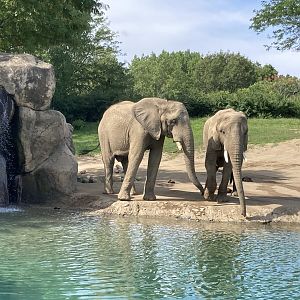 Elephants by Water (August 7th, 2022)