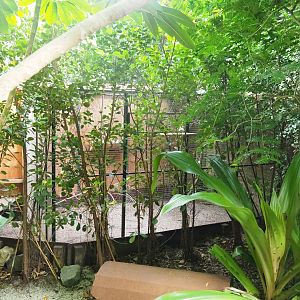 Separation aviary in the South American section housing Green-cheeked conures, 2022-08-28