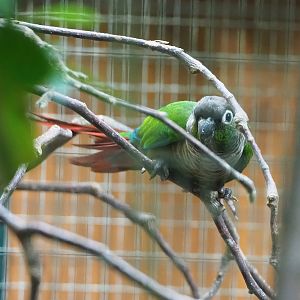 Green-cheeked conure (Pyrrhura molinae), 2022-08-28