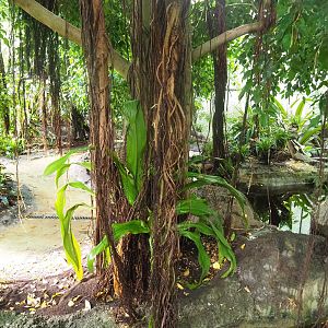 Tropical hall - Second walk-through section - Pantanal/South American section, walkway and pond, 2022-08-28