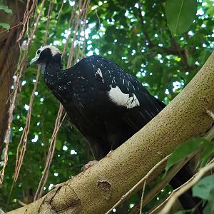 Blue-throated piping-guan (Pipile cumanensis), 2022-08-28