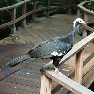 Blue-throated piping-guan (Pipile cumanensis), 2022-08-28