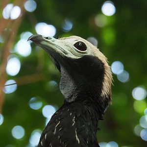 Blue-throated piping-guan (Pipile cumanensis), 2022-08-28