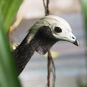 Blue-throated piping-guan (Pipile cumanensis), 2022-08-28