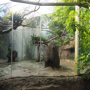 Guianan cock-of-the-rock aviary, 2022-08-28