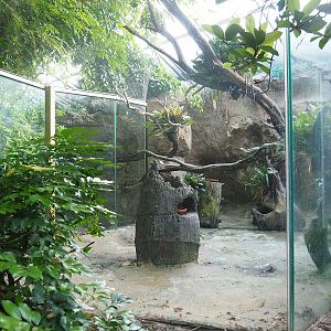 Guianan cock-of-the-rock aviary, 2022-08-28