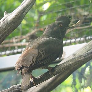 Female Guianan cock-of-the-rock (Rupicola rupicola), 2022-08-28