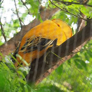 Male Guianan cock-of-the-rock (Rupicola rupicola), 2022-08-28
