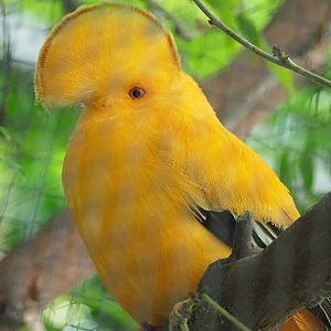 Male Guianan cock-of-the-rock (Rupicola rupicola), 2022-08-28