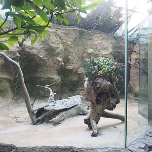 Unoccupied Channel-billed toucan aviary, 2022-08-28