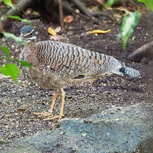 Sunbittern (Eurypyga helias), 2022-08-28