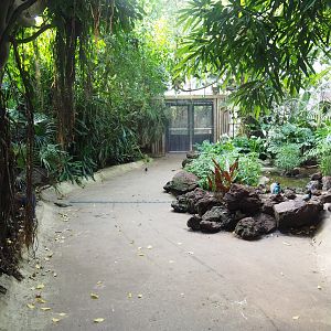 Tropical hall - Third walk-through section - Mixed tropical section, 2022-08-28