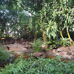 Tropical hall - Third walk-through section - Mixed tropical section, 2022-08-28