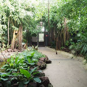 Tropical hall - Third walk-through section - Mixed tropical section, 2022-08-28