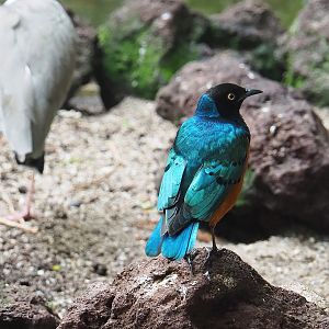 Superb starling (Lamprotornis superbus), 2022-08-28