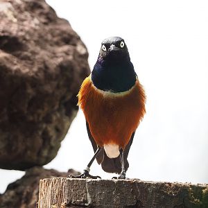 Superb starling (Lamprotornis superbus), 2022-08-28