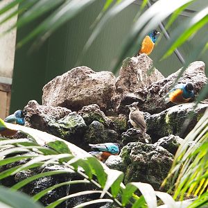 Superb starlings (Lamprotornis superbus) and Red-whiskered bulbul (Pycnonotus jocosus), 2022-08-28