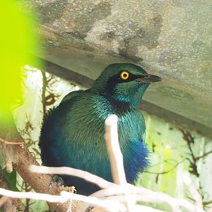 Greater blue-eared glossy-starling (Lamprotornis chalybaeus), 2022-08-28