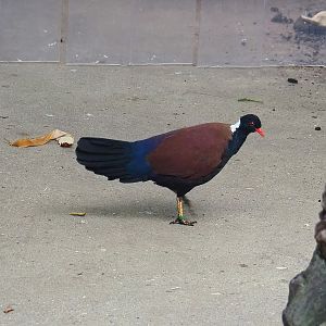 White-naped pheasant-pigeon (Otidiphaps aruensis), 2022-08-28