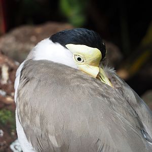 Masked lapwing (Vanellus miles), 2022-08-28