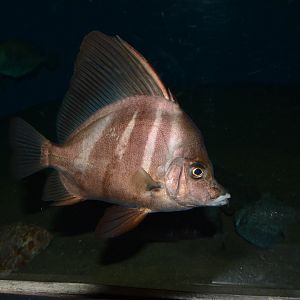 Sailfin armourhead (Histiopterus typus)