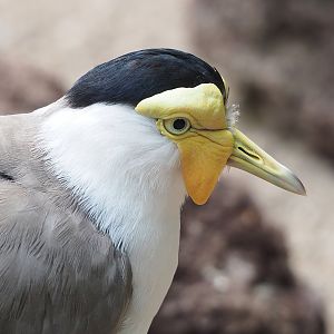 Masked lapwing (Vanellus miles), 2022-08-28