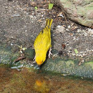 Saffron finch (Sicalis flaveola), 2022-08-28