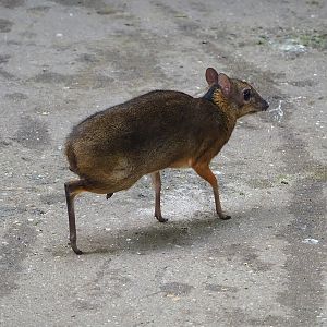 Javan mouse deer (Tragulus javanicus), 2022-08-28