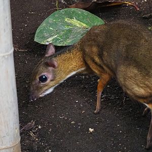 Javan mouse deer (Tragulus javanicus), 2022-08-28