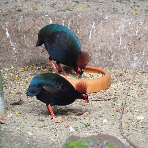 Crested wood partridges (Rollulus rouloul), 2022-08-28