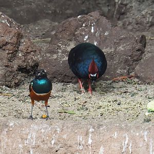 Superb starling (Lamprotornis superbus) and Crested wood partridges (Rollulus rouloul), 2022-08-28